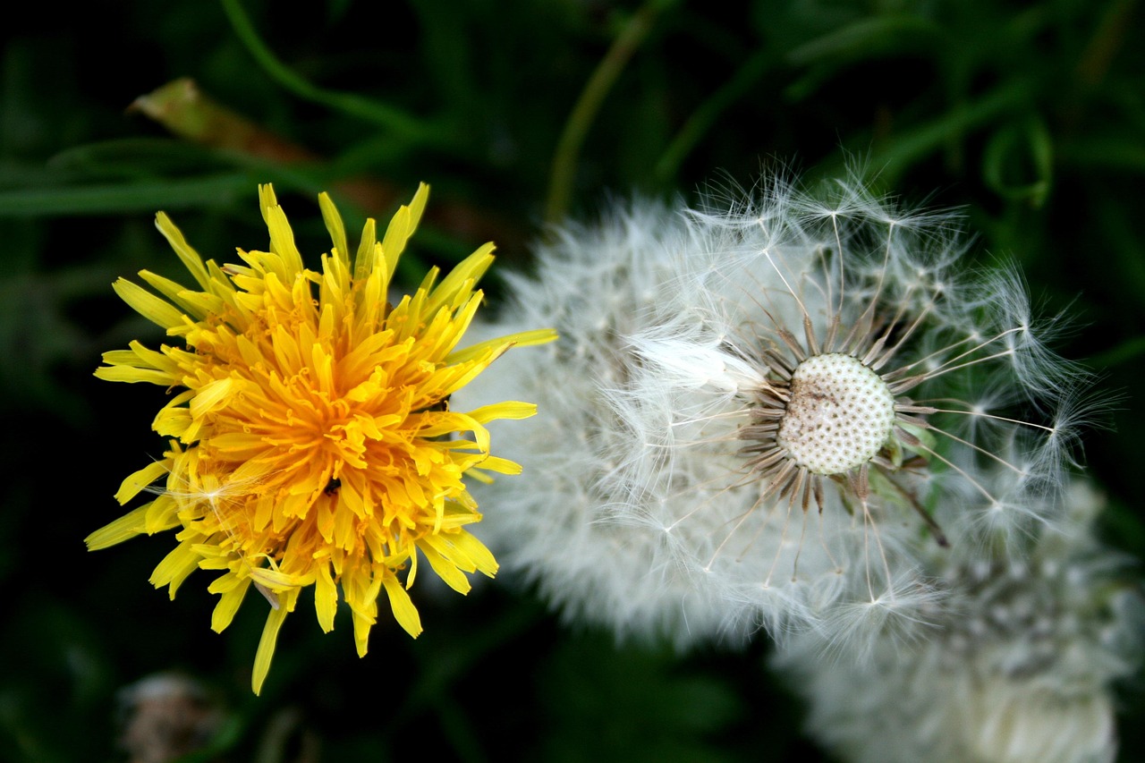 seeding process