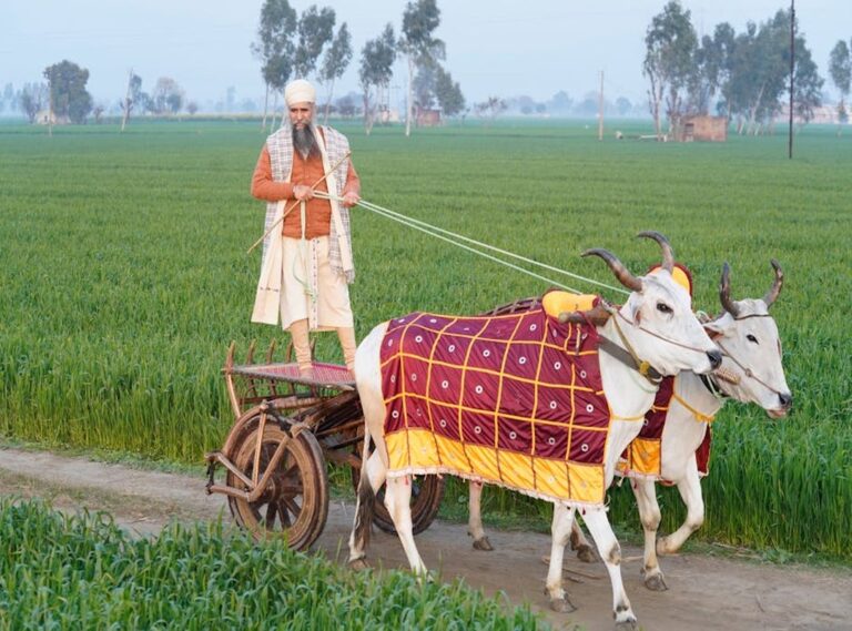 laltu village in punjab